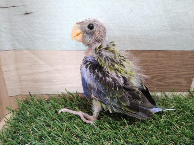 最新画像有ります⭐️激レア‼️BIGヒナちゃん👶ナナクサインコさん来ました〜 ナナクサインコ(七草インコ)