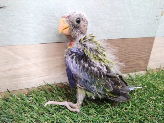 最新画像有ります⭐️激レア‼️BIGヒナちゃん👶ナナクサインコさん来ました〜 ナナクサインコ(七草インコ)