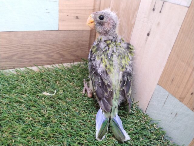 最新画像有ります⭐️激レア‼️BIGヒナちゃん👶ナナクサインコさん来ました〜 ナナクサインコ(七草インコ)