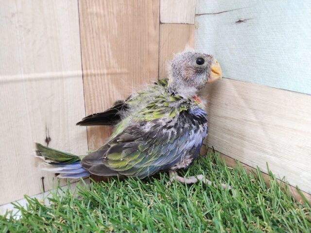 最新画像有ります⭐️激レア‼️BIGヒナちゃん👶ナナクサインコさん来ました〜 ナナクサインコ(七草インコ)