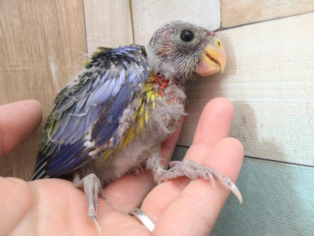最新画像有ります⭐️激レア‼️BIGヒナちゃん👶ナナクサインコさん来ました〜 ナナクサインコ(七草インコ)
