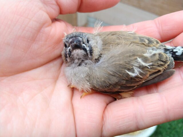 ジャンボキンカチョウ