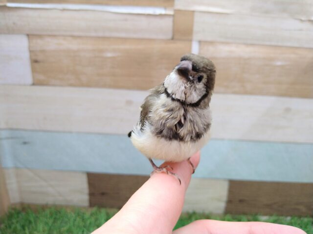 激レア‼️カノコスズメのヒナさんが来ましたよ〜 カノコスズメ