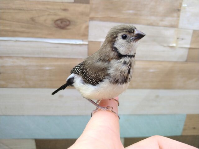 激レア‼️カノコスズメのヒナさんが来ましたよ〜 カノコスズメ