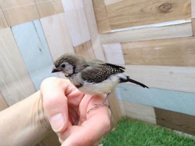 激レア‼️カノコスズメのヒナさんが来ましたよ〜 カノコスズメ