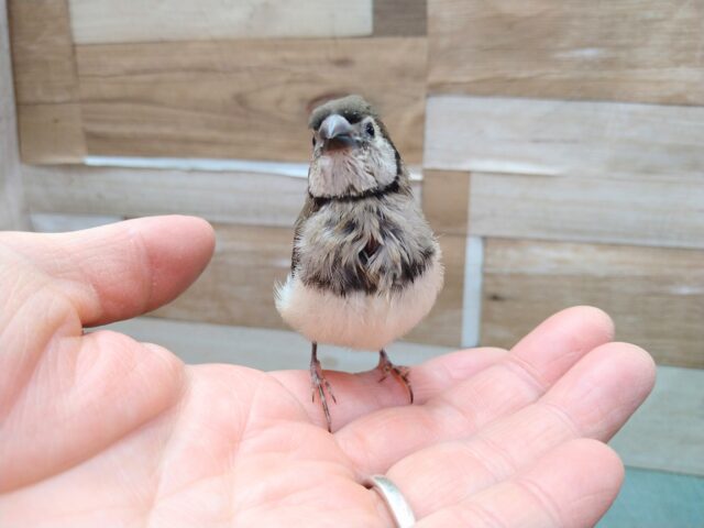 激レア‼️カノコスズメのヒナさんが来ましたよ〜 カノコスズメ