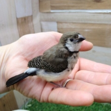 激レア‼️カノコスズメのヒナさんが来ましたよ〜