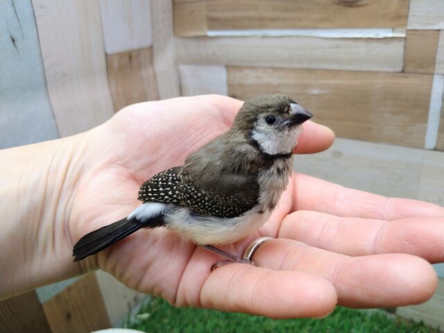 激レア‼️カノコスズメのヒナさんが来ましたよ〜