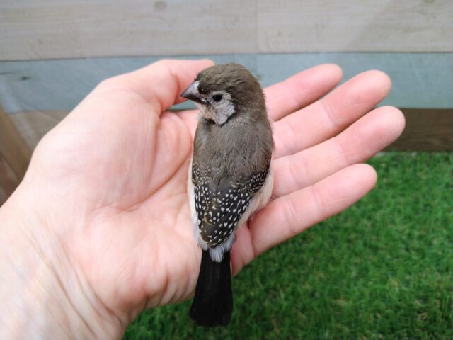 激レア‼️カノコスズメのヒナさんが来ましたよ〜 カノコスズメ
