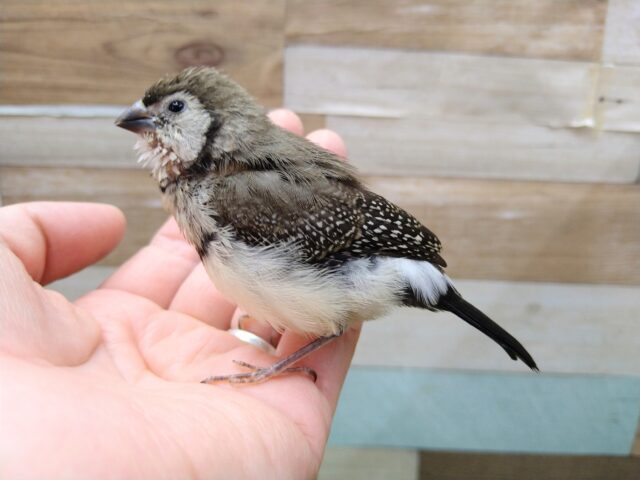 激レア‼️カノコスズメのヒナさんが来ましたよ〜 カノコスズメ