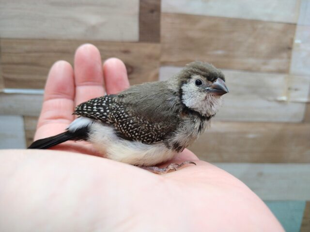 激レア‼️カノコスズメのヒナさんが来ましたよ〜 カノコスズメ