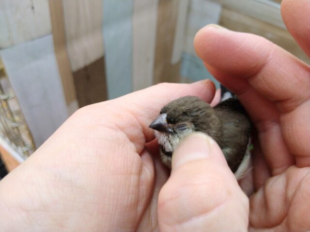 激レア‼️カノコスズメのヒナさんが来ましたよ〜 カノコスズメ