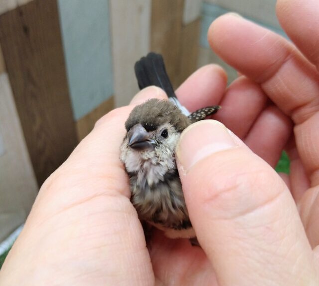 激レア‼️カノコスズメのヒナさんが来ましたよ〜 カノコスズメ