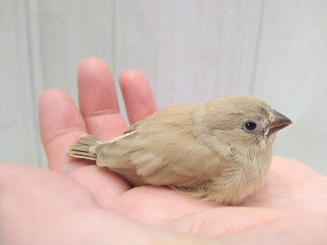 甘々きなこミルクかき氷みたいなキンカ鳥フォーンさん 錦花鳥(キンカチョウ)