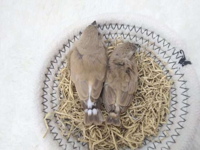 きなこ餅2つ〜、キンカ鳥フォーンさん来ました🎵 錦花鳥(キンカチョウ)