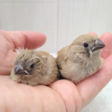 きなこ餅2つ〜、キンカ鳥フォーンさん来ました🎵