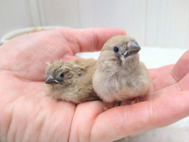 きなこ餅2つ〜、キンカ鳥フォーンさん来ました🎵 錦花鳥(キンカチョウ)