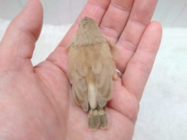 甘々きなこミルクかき氷みたいなキンカ鳥フォーンさん 錦花鳥(キンカチョウ)