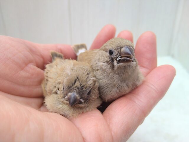 きなこ餅2つ〜、キンカ鳥フォーンさん来ました🎵 錦花鳥(キンカチョウ)