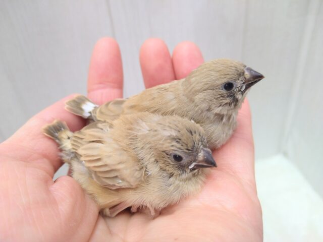 きなこ餅2つ〜、キンカ鳥フォーンさん来ました🎵 錦花鳥(キンカチョウ)