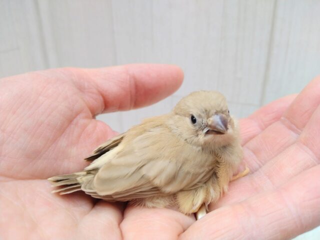 甘々きなこミルクかき氷みたいなキンカ鳥フォーンさん 錦花鳥(キンカチョウ)