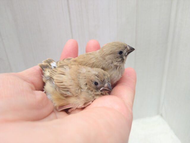 きなこ餅2つ〜、キンカ鳥フォーンさん来ました🎵 錦花鳥(キンカチョウ)