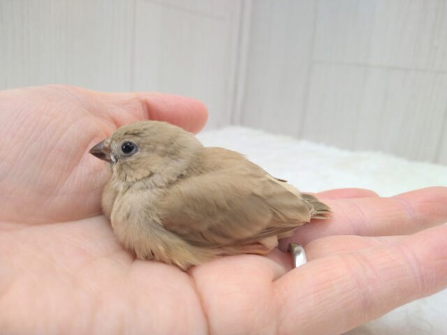 甘々きなこミルクかき氷みたいなキンカ鳥フォーンさん 錦花鳥(キンカチョウ)