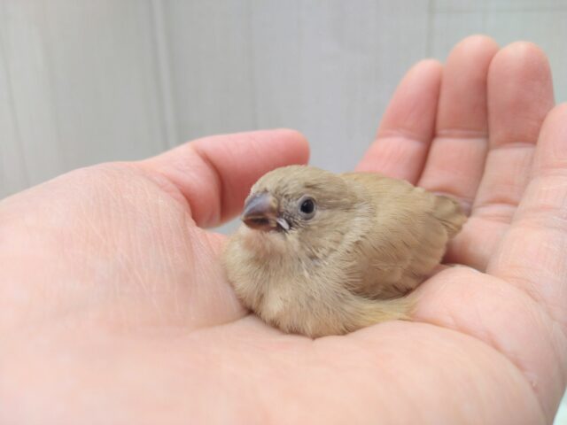 甘々きなこミルクかき氷みたいなキンカ鳥フォーンさん 錦花鳥(キンカチョウ)