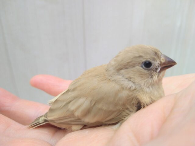 甘々きなこミルクかき氷みたいなキンカ鳥フォーンさん 錦花鳥(キンカチョウ)
