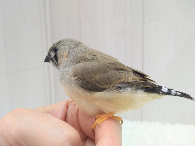 ジャンボキンカチョウ