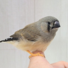最新画像あります！かなりレアです‼️ムッとしたお顔が可愛すぎます！ジャンボキンカ鳥ヒナ〜