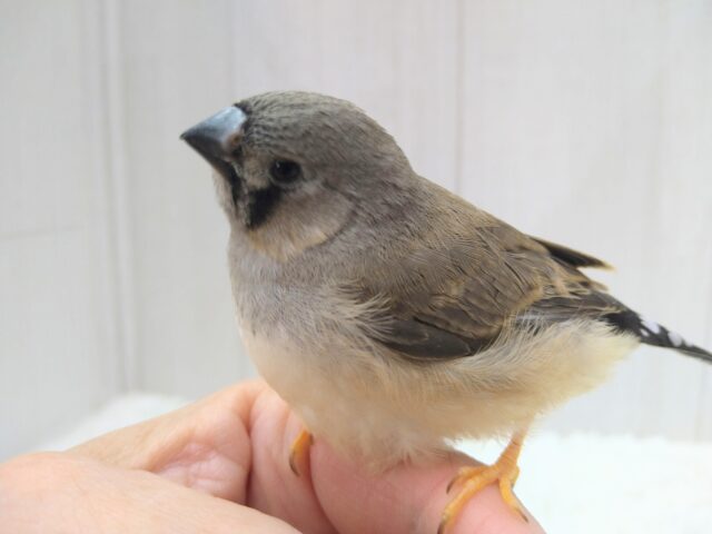 ジャンボキンカチョウ