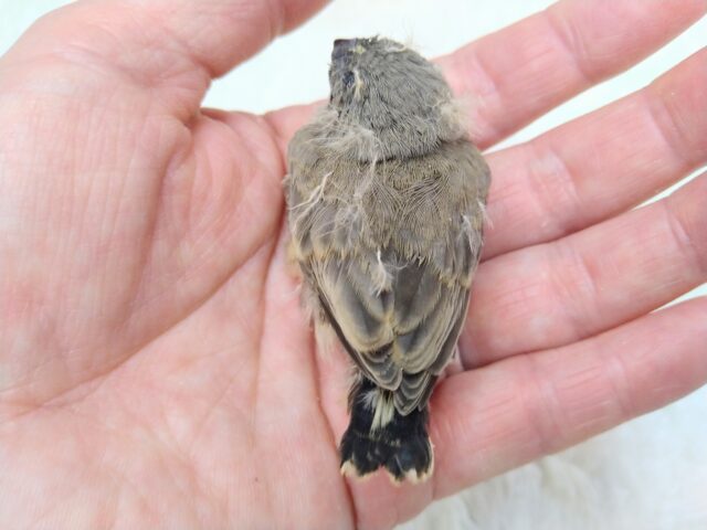 レアフィンチ参上!ジャンボキンカ鳥ヒナノーマルさん ジャンボキンカチョウ