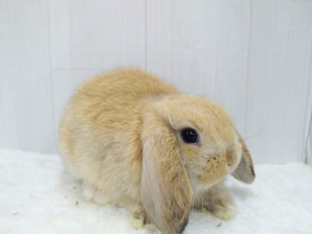 ホーランドロップ