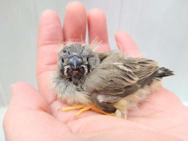 レアフィンチ参上!ジャンボキンカ鳥ヒナノーマルさん ジャンボキンカチョウ