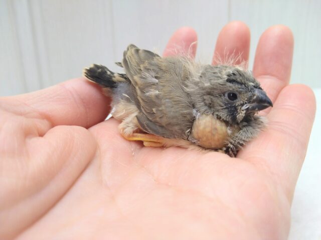 レアフィンチ参上!ジャンボキンカ鳥ヒナノーマルさん ジャンボキンカチョウ