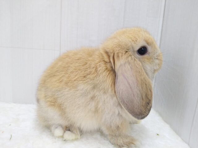 ホーランドロップ