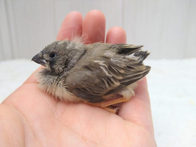 レアフィンチ参上!ジャンボキンカ鳥ヒナノーマルさん ジャンボキンカチョウ