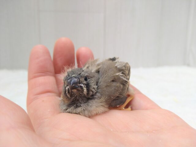 レアフィンチ参上!ジャンボキンカ鳥ヒナノーマルさん ジャンボキンカチョウ