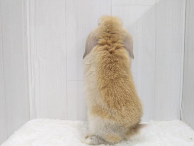 ホーランドロップ