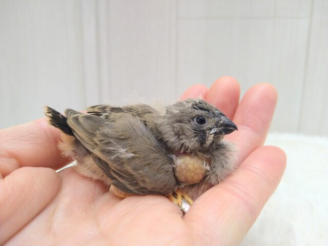 レアフィンチ参上!ジャンボキンカ鳥ヒナノーマルさん ジャンボキンカチョウ