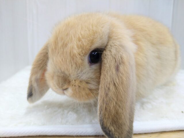 ホーランドロップ