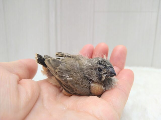 レアフィンチ参上!ジャンボキンカ鳥ヒナノーマルさん ジャンボキンカチョウ