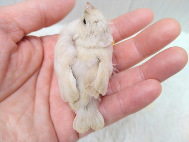 ジャンボキンカチョウ