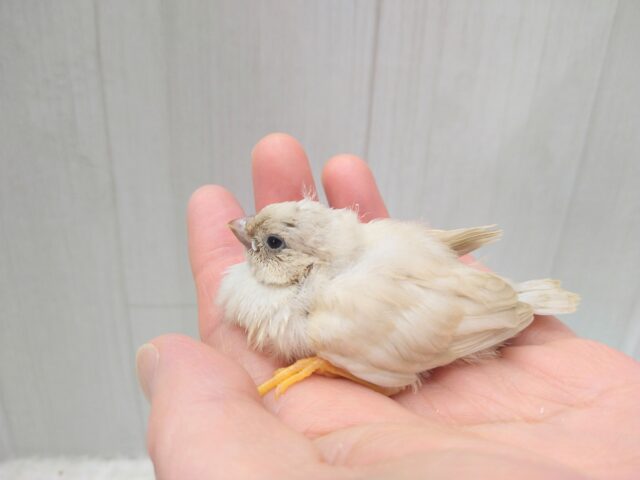 ジャンボキンカチョウ