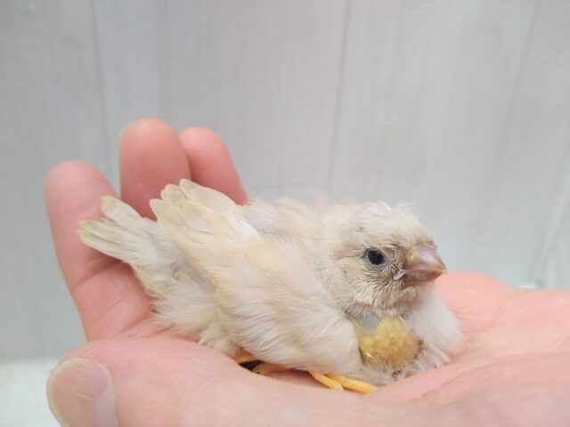 激レアフィンチ参上！ジャンボキンカ鳥ヒナ色変わり〜