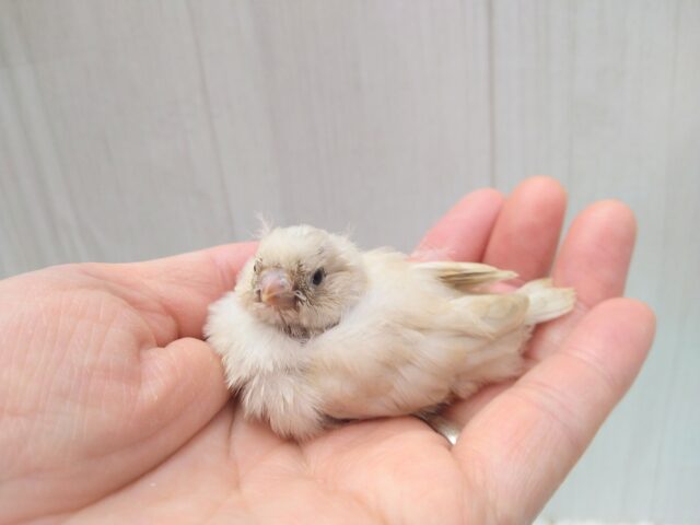 ジャンボキンカチョウ