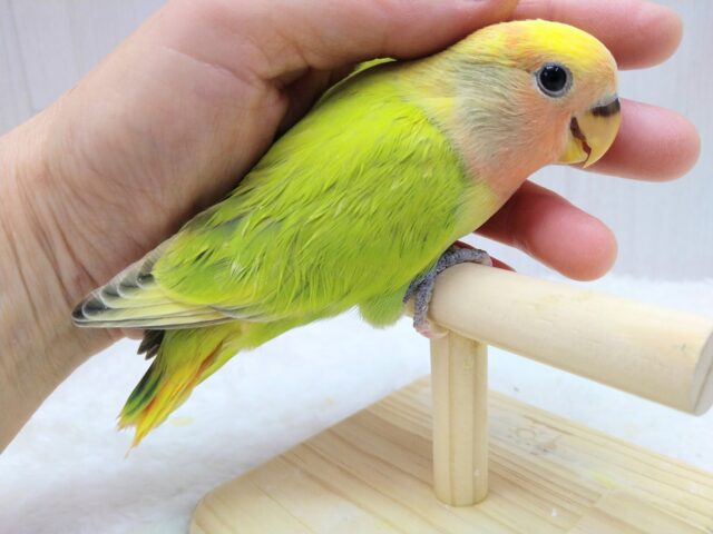 コザクラインコ（小桜インコ）