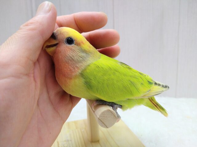 コザクラインコ（小桜インコ）