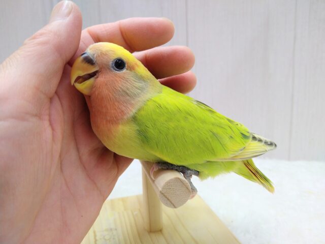 コザクラインコ（小桜インコ）